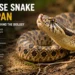Hognose Snake Lifespan : Understanding Behind  the Biology 
