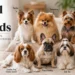 small dog breeds: The Real Trade-Offs Behind 8 Popular Choices
