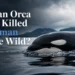 Has An Orca Ever Killed a Human In The Wild: The Evidence Behind the Question